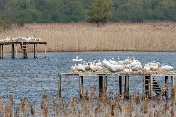 The sixth Southeastern European Pelican Census took place in Bulgaria