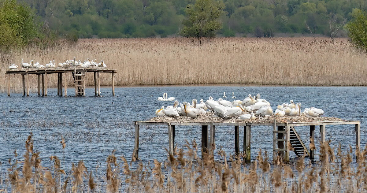 The sixth Southeastern European Pelican Census took place in Bulgaria