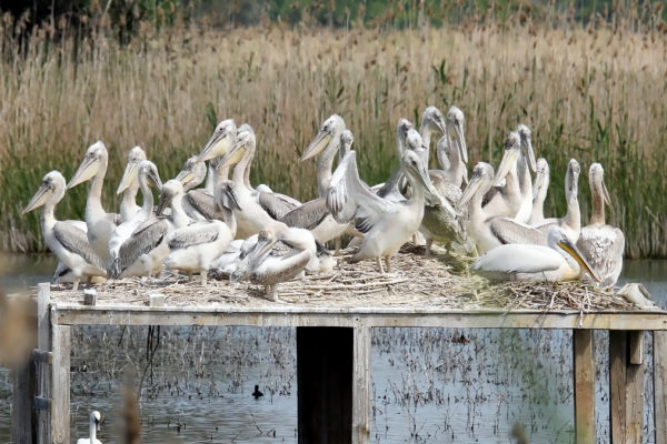 Successful breeding season for Dalmatian Pelicans in Bulgaria