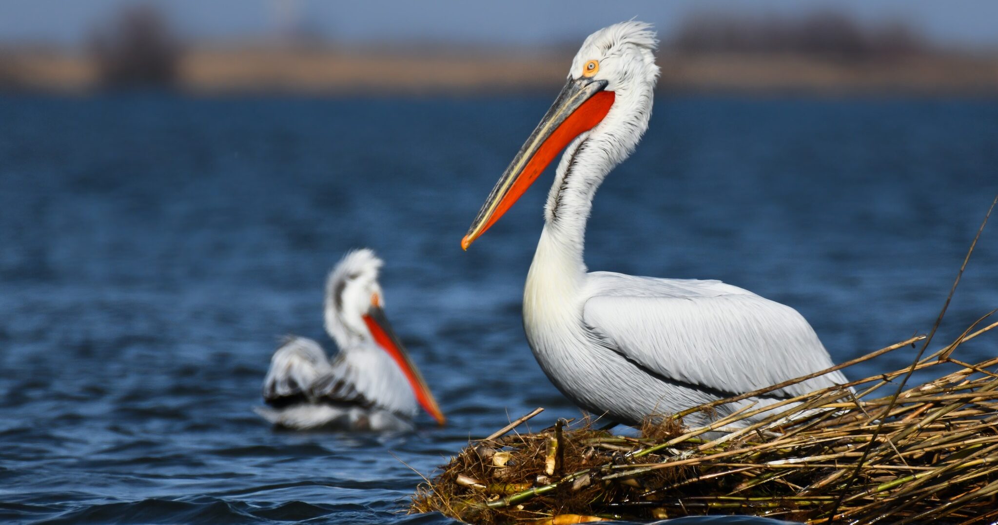 Hope for the Dalmatian pelicans in Romania