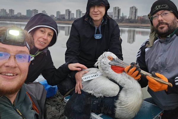 Bulgarian scientists tagged two more Dalmatian pelicans
