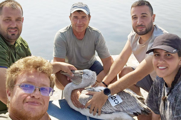 Successful tagging of the Dalmatian pelican in Albania