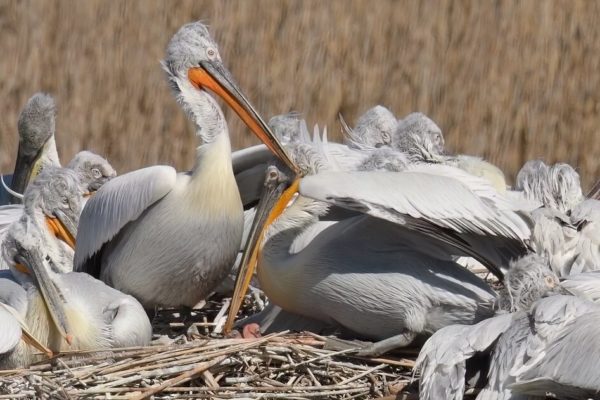 The first Dalmatian pelicans hatched in Bulgarian wetlands