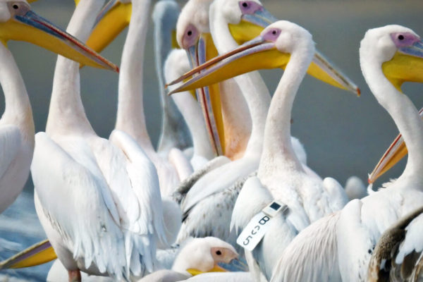 Two Years of Travel with the Great White Pelican