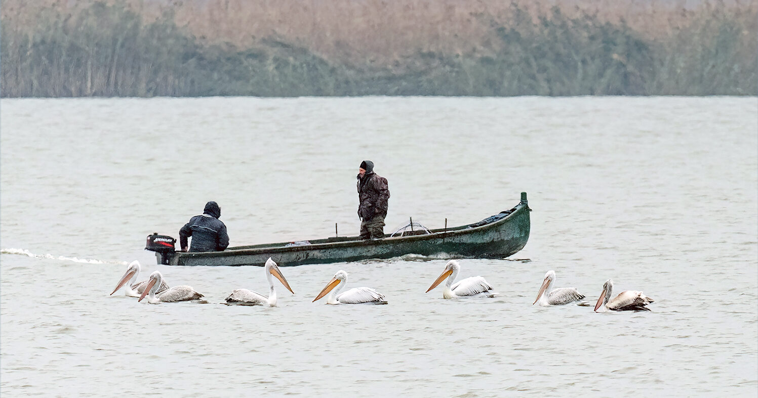 An international census of wintering pelicans was conducted