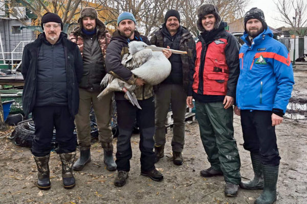 Six Dalmatian pelicans equipped with satellite transmitters in Romania