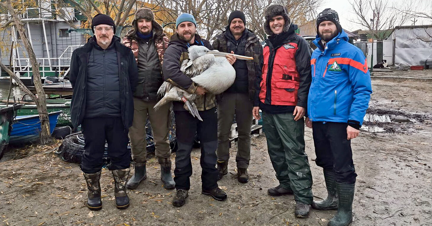 Six Dalmatian pelicans equipped with satellite transmitters in Romania