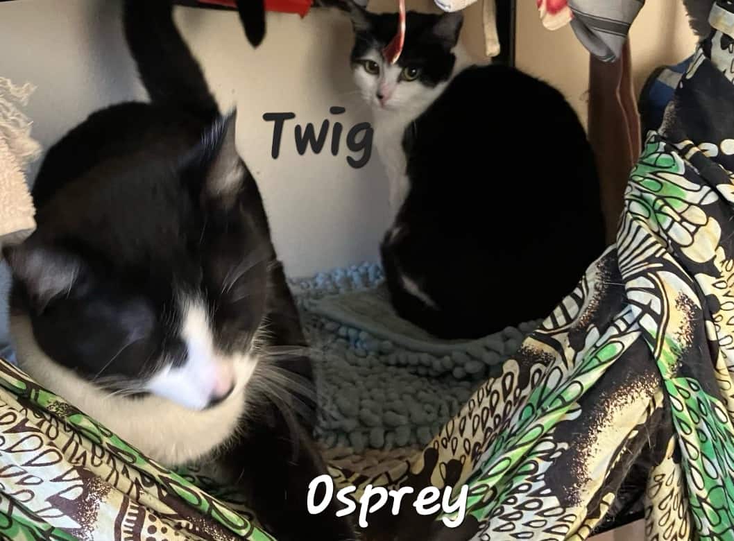 Meet Osprey & Twig; Cat Flea & Vaccine Clinic Feb. 10th