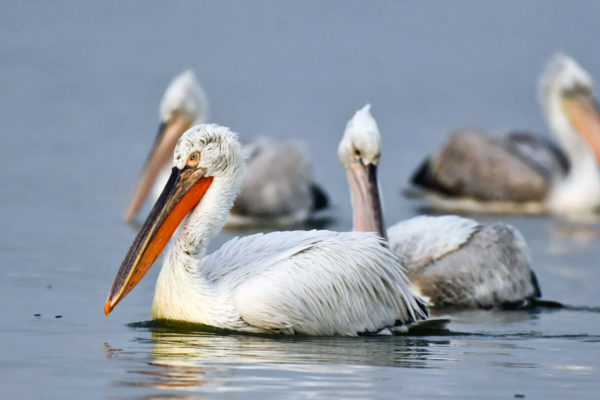 Winter counts in Romania reveal positive trend in Dalmatian pelican population