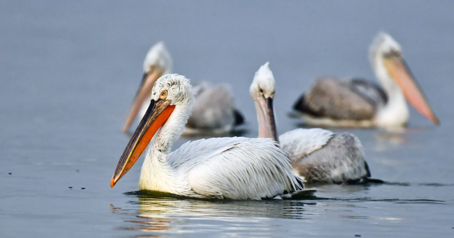 Winter counts in Romania reveal positive trend in Dalmatian pelican population