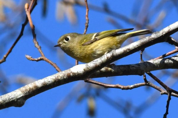 Audubon Bird Walks on March 8 and 9, Lincoln City