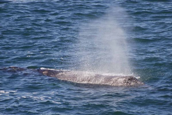 SPRING WHALE WATCH WEEK RETURNS TO THE OREGON COAST FOR SPRING BREAK 2024 – MARCH 23-31