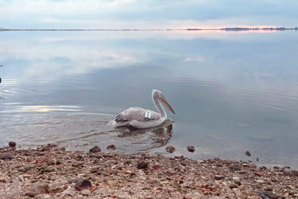 Another Dalmatian pelican tagged in Western Greece