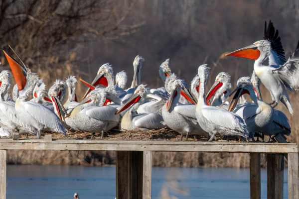 The breeding season for Dalmatian pelicans in Bulgaria has started with a record number of nesting pairs