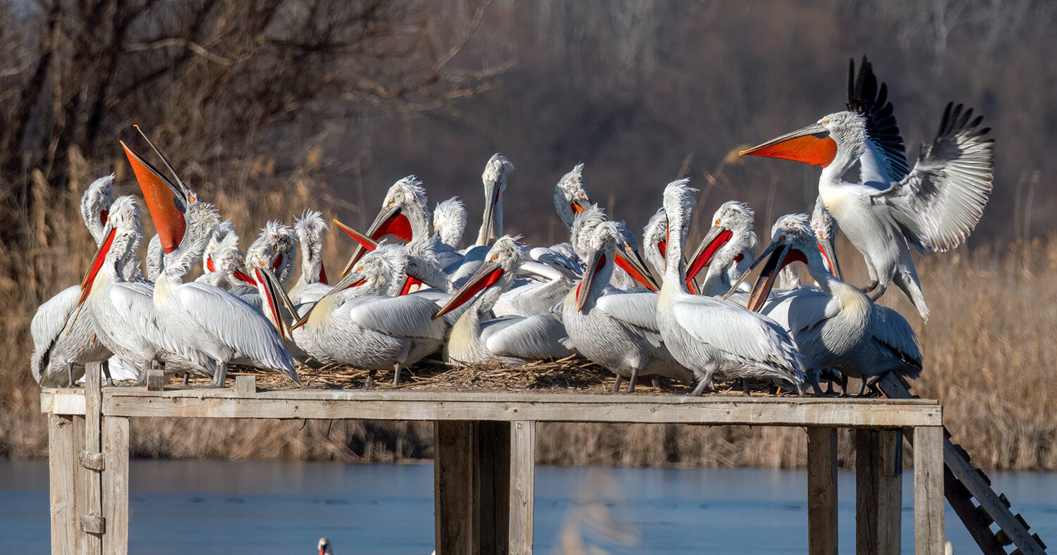 The breeding season for Dalmatian pelicans in Bulgaria has started with a record number of nesting pairs